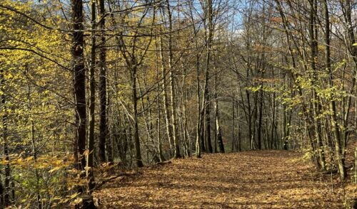 Artikelbild zu Artikel 02.11.2025 – Wandergruppe – Gravelbike-Tour ins Bergische Land