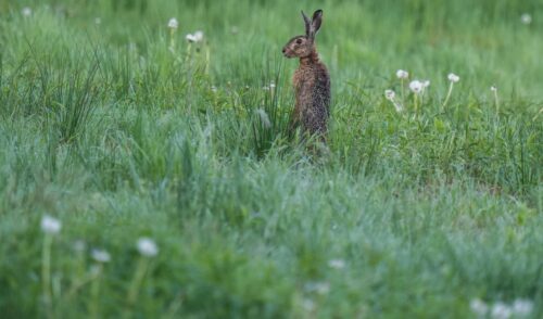 Artikelbild zu Artikel Ostern ist geöffnet.
